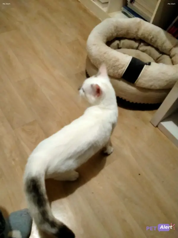 Chat blanc