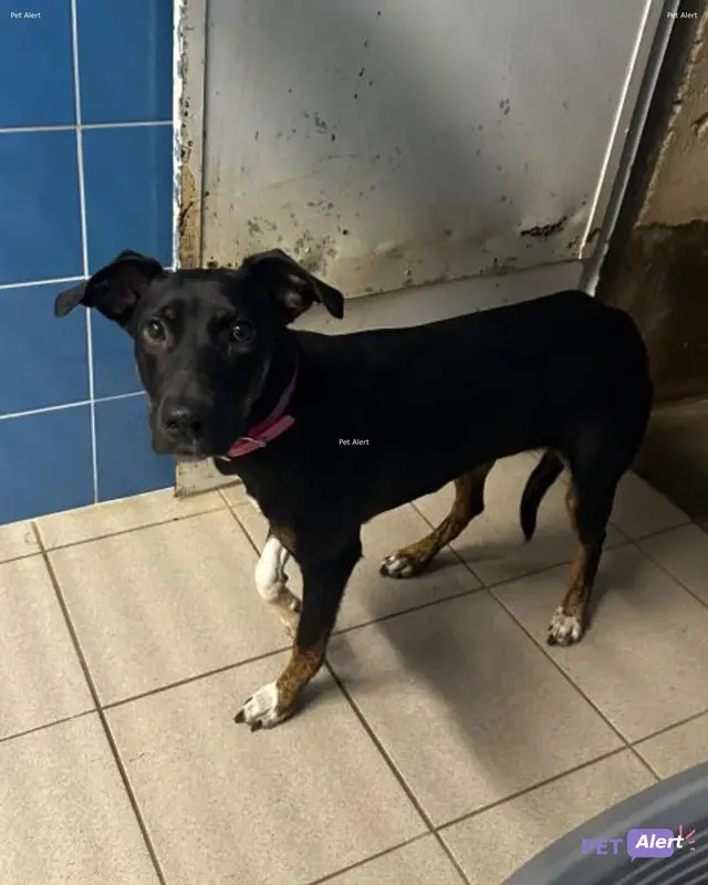 Chien beauceron
