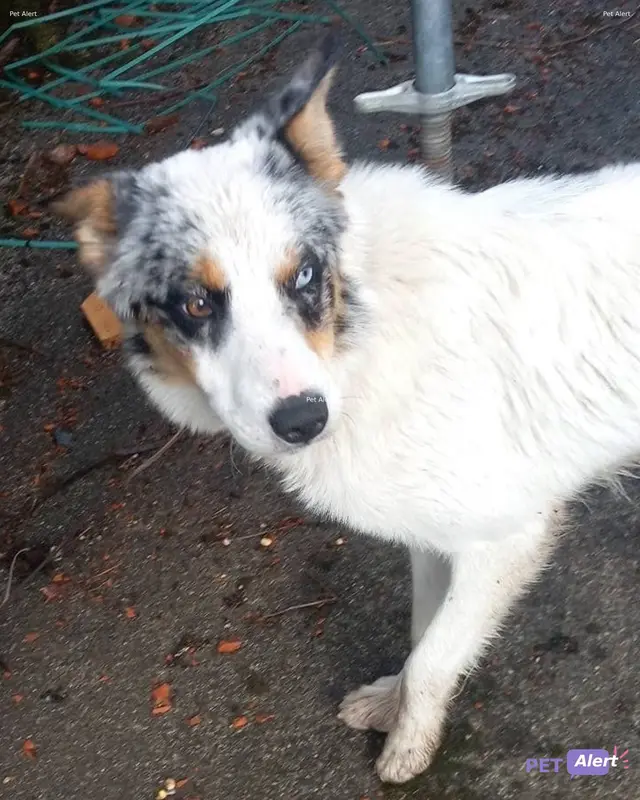 Chien blue-merle, blanc
