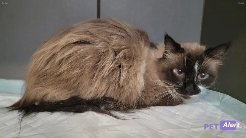 Chat noir, blanc, marron