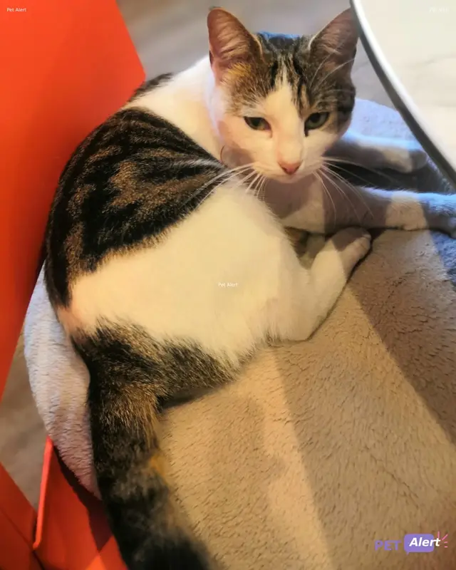 Chat blanc, noir, fauve