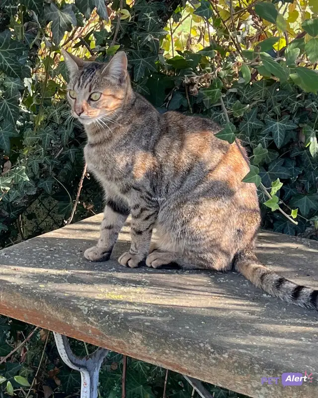 Chat européen