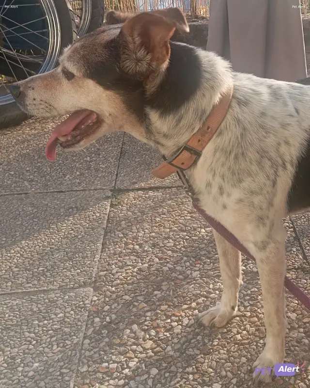 Chien noir, blanc