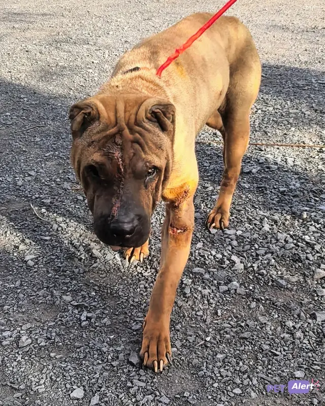 Chien chinese shar-pei