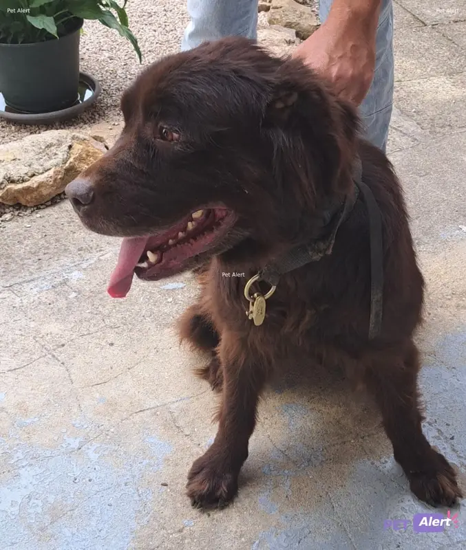 Chien marron