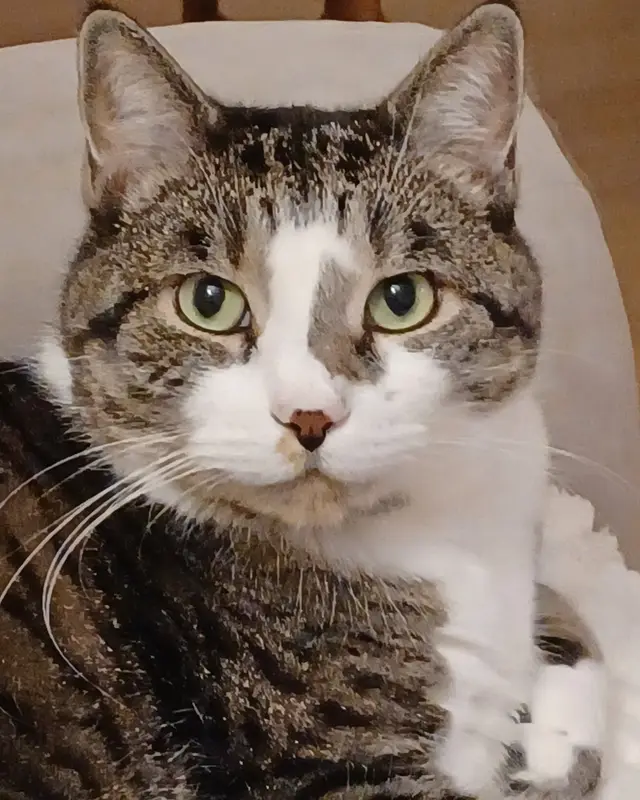 Chat européen · Alfy