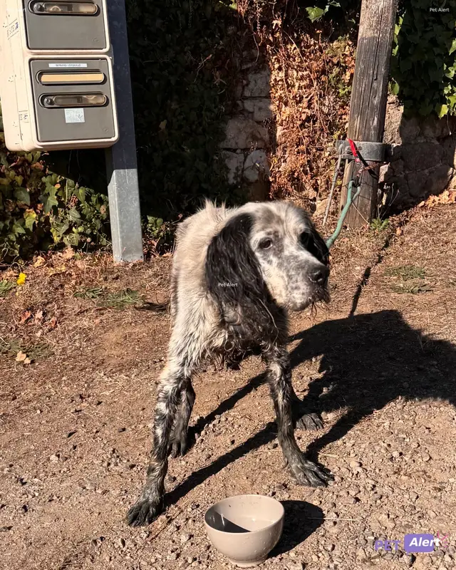 Chien setter anglais