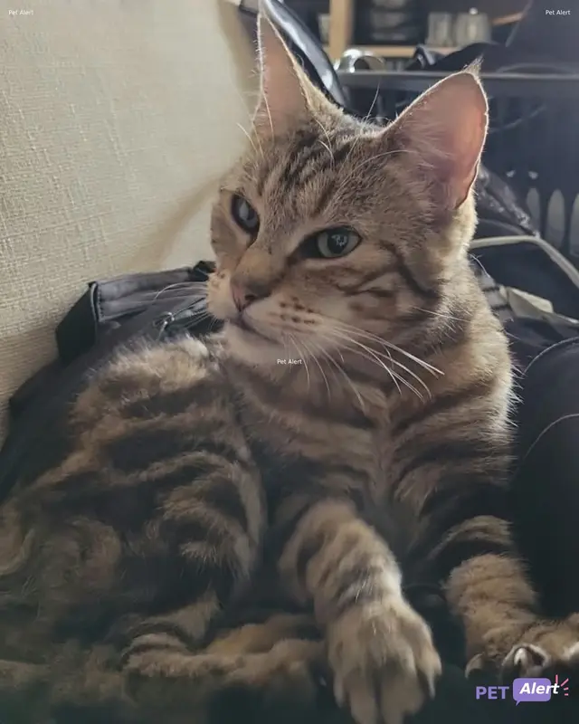 Chat tigré