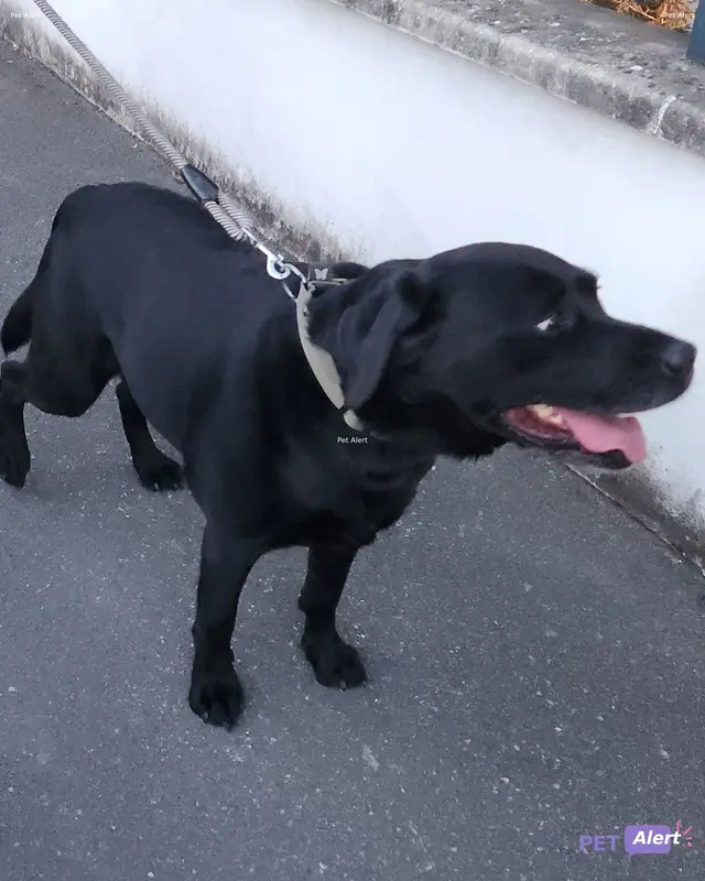Chien labrador retriever