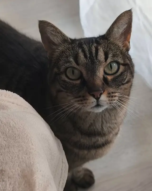 Chat européen · Maya