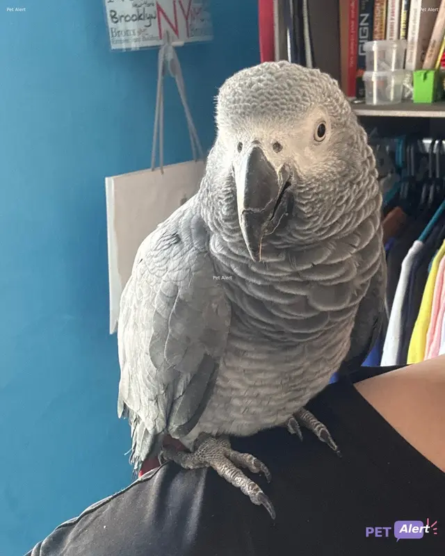 Animal african grey