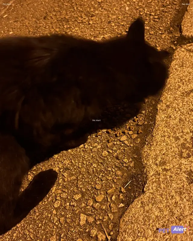 Chat noir