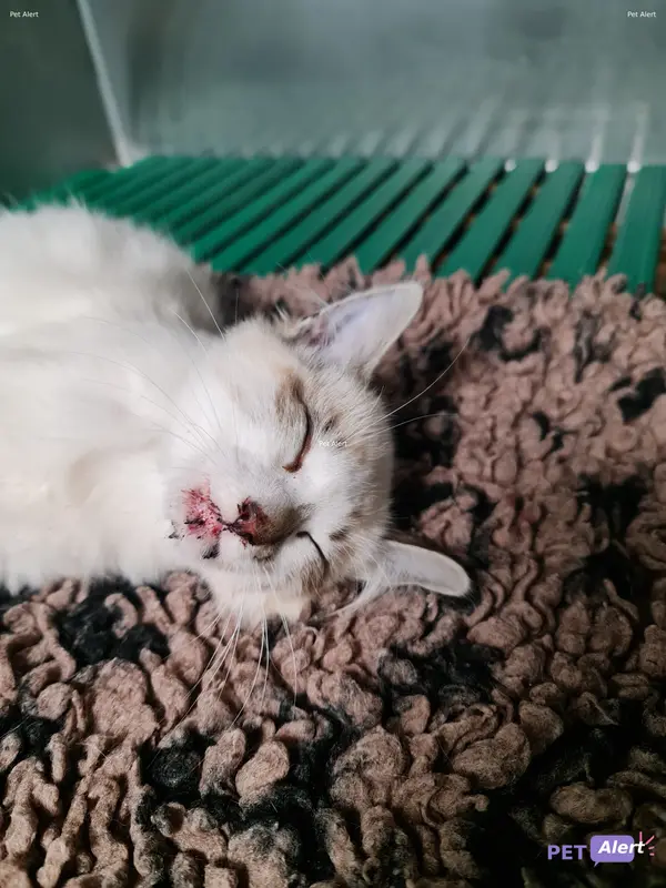 Chat blanc