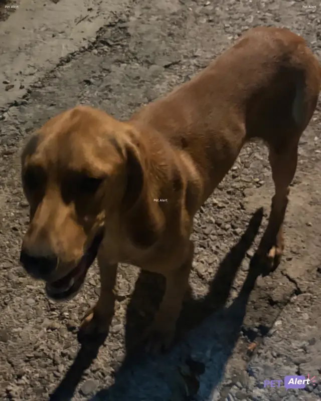 Chien fauve