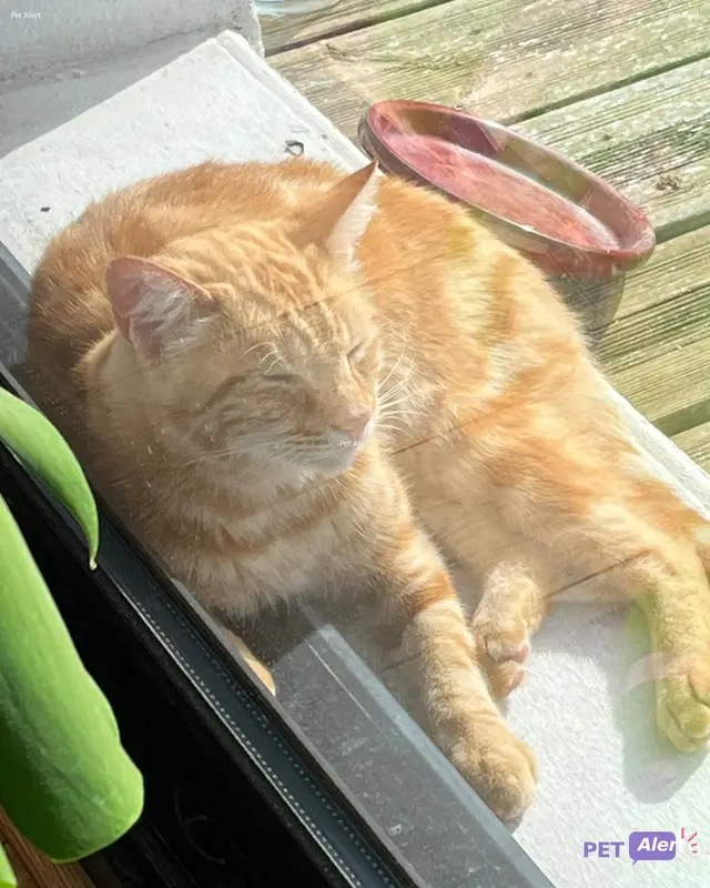 Chat roux