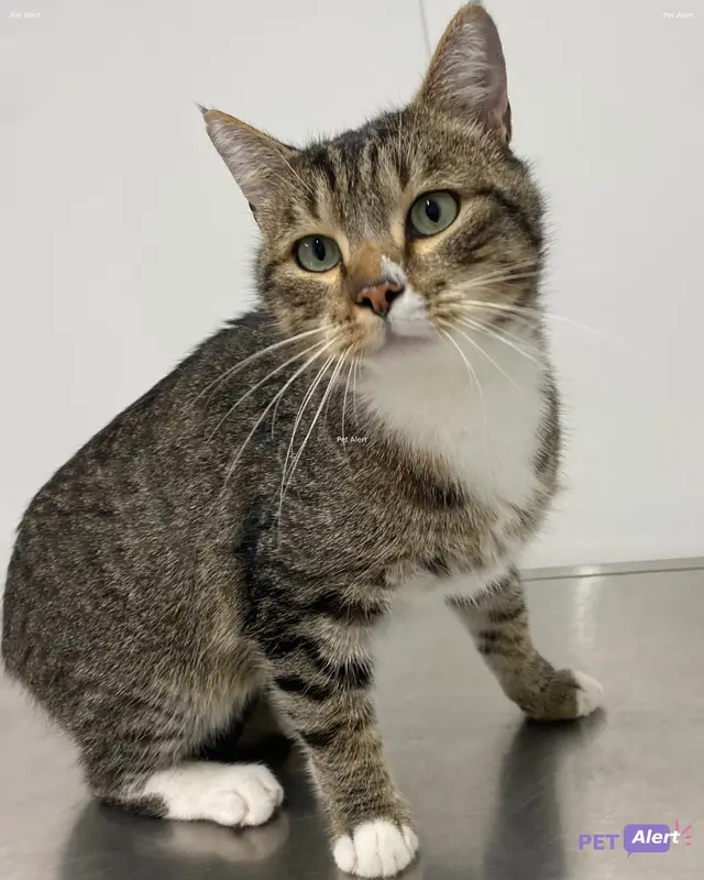 Chat européen