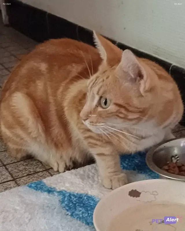 Chat roux, sable