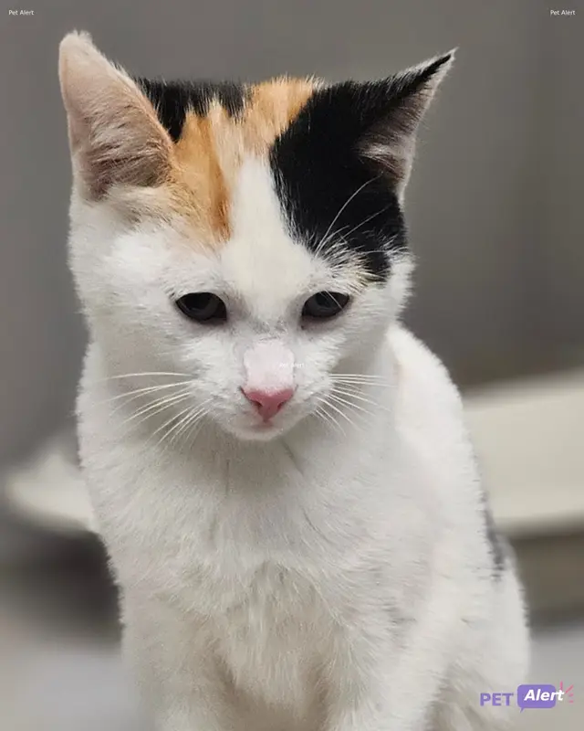 Chat européen