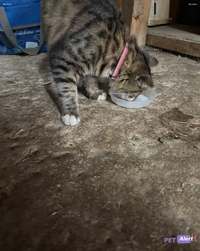 Chat tigré