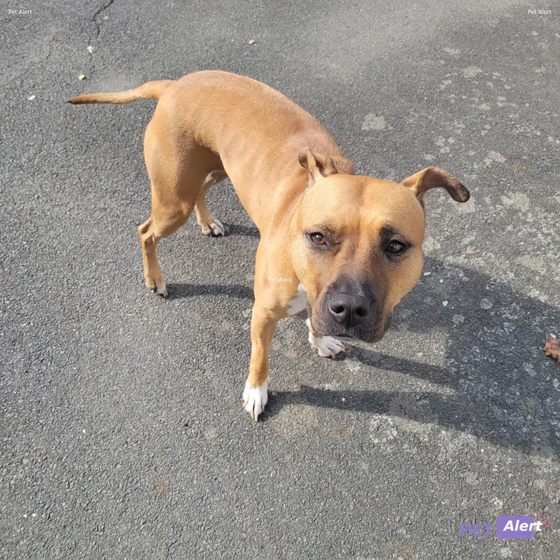 Chien staffordshire bull terrier