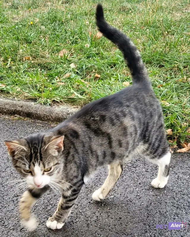 Chat gris, blanc