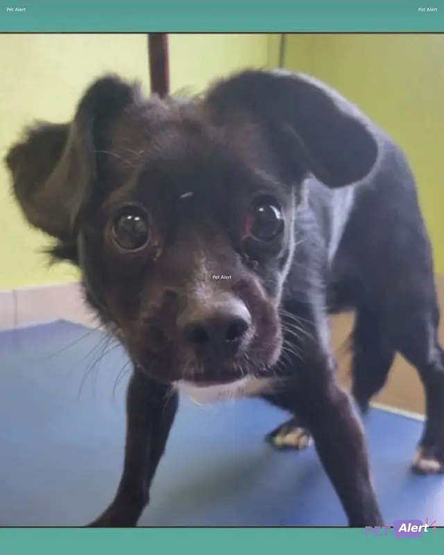 Chien x pinscher