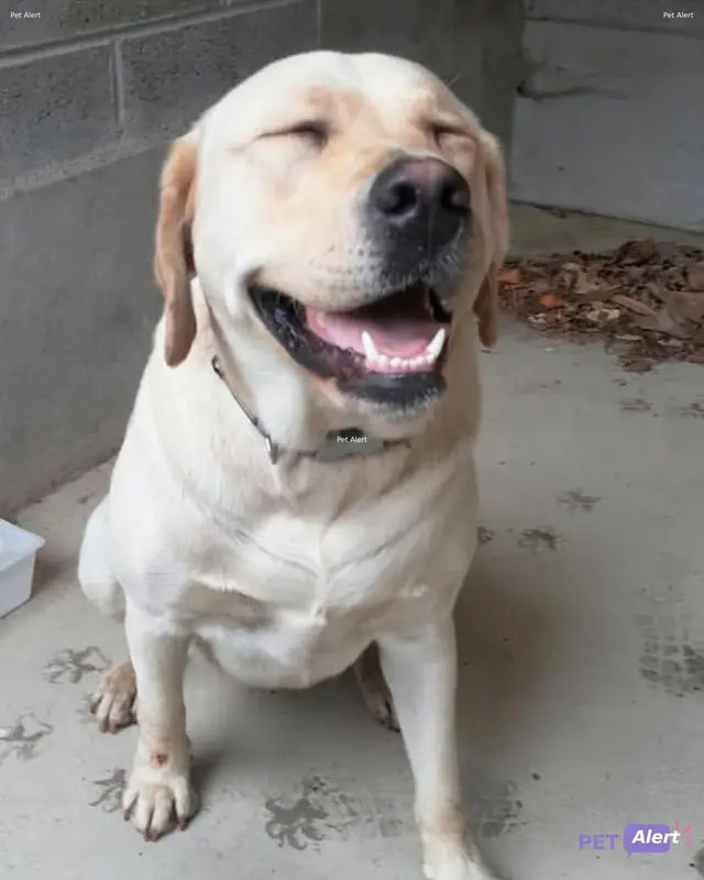 Chien labrador retriever