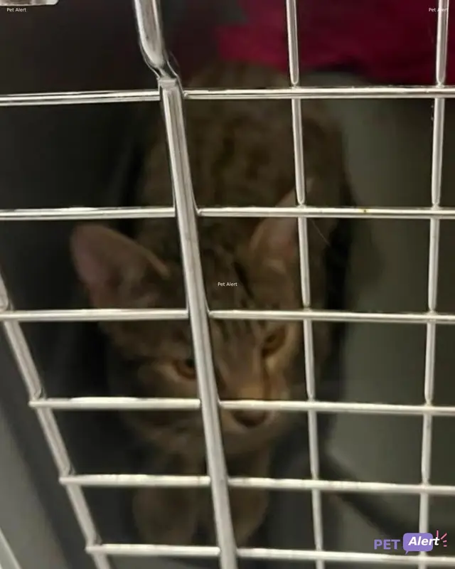 Chat tigré