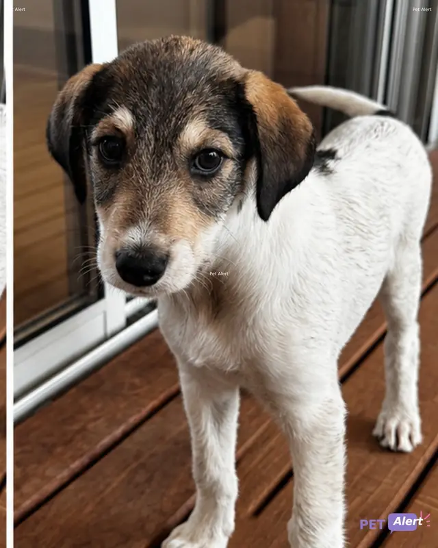 Chien blanc, noir, marron
