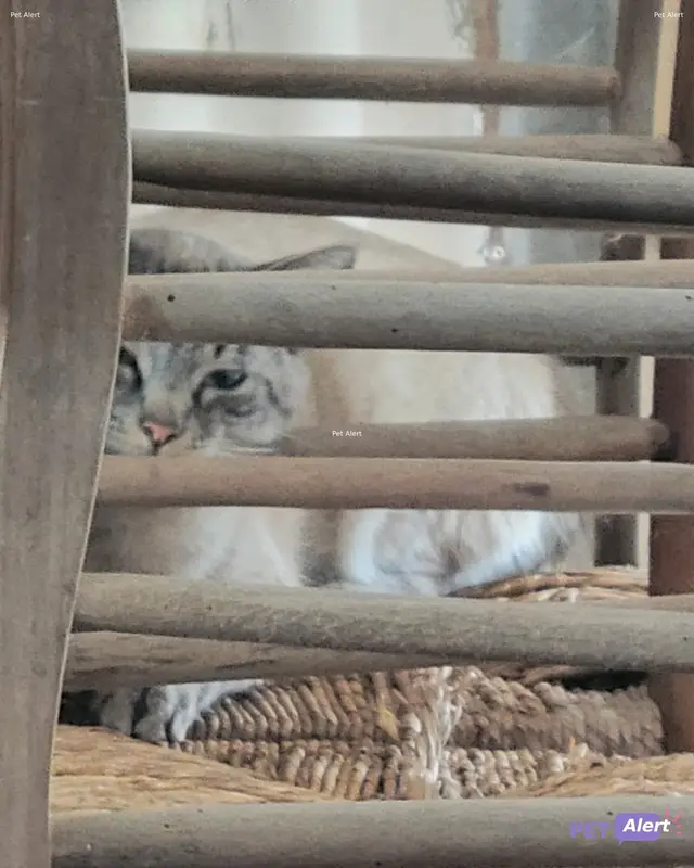 Chat blanc, beige