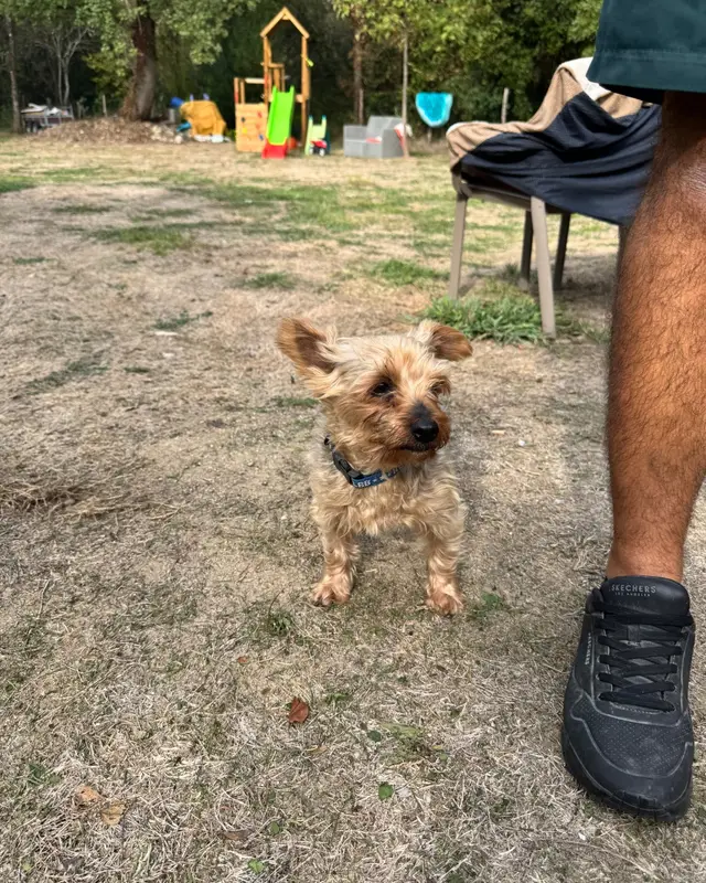 Chien yorkshire terrier