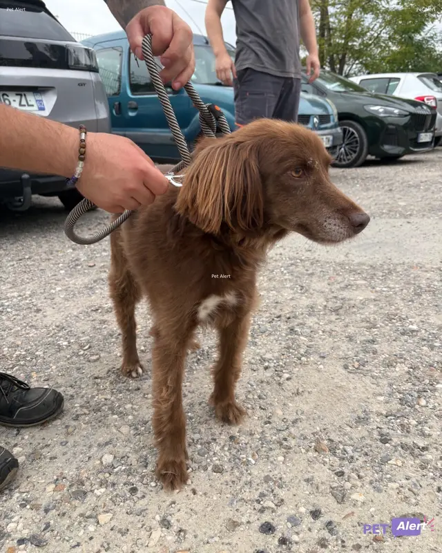 Chien marron