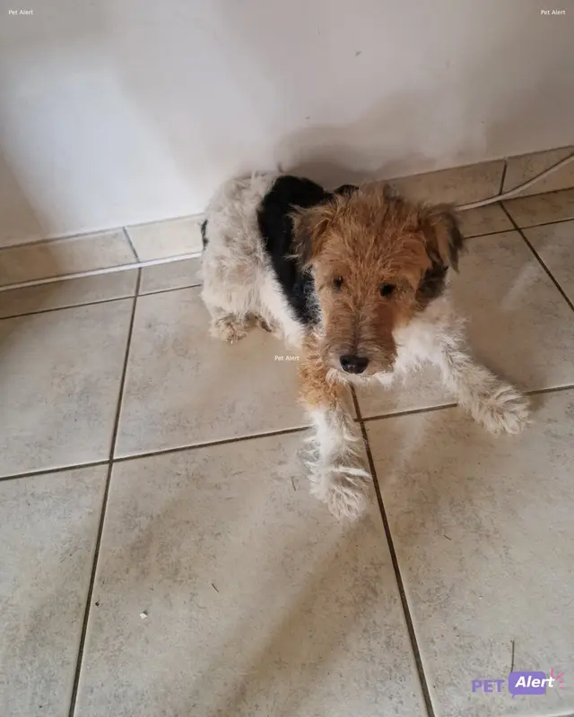 Chien fox-terrier à poil dur