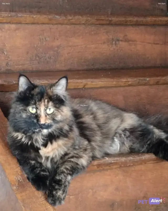 Chat écaille de tortue · Chardon