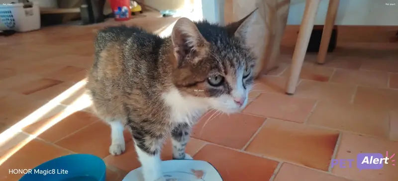 Chat blanc, tigré