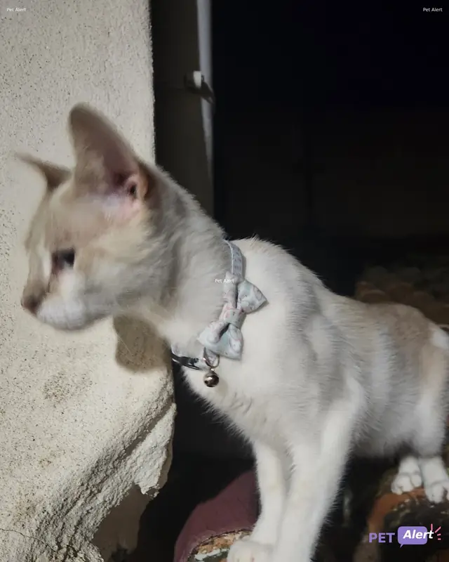 Chat blanc, beige