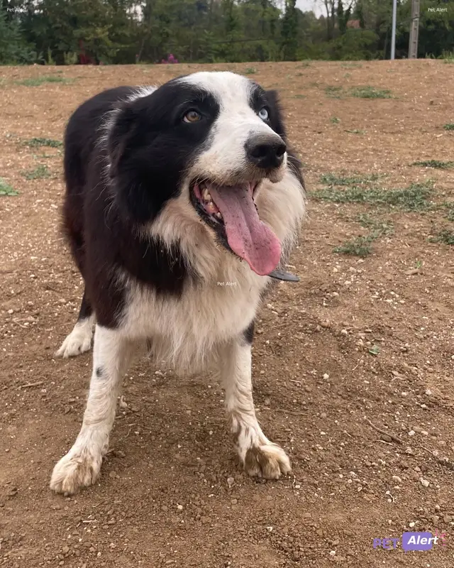 Chien border collie