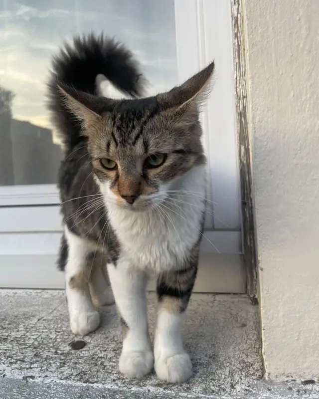 Chat
