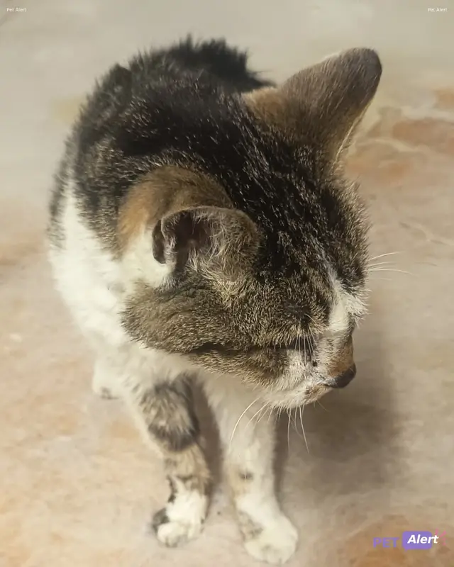 Chat européen