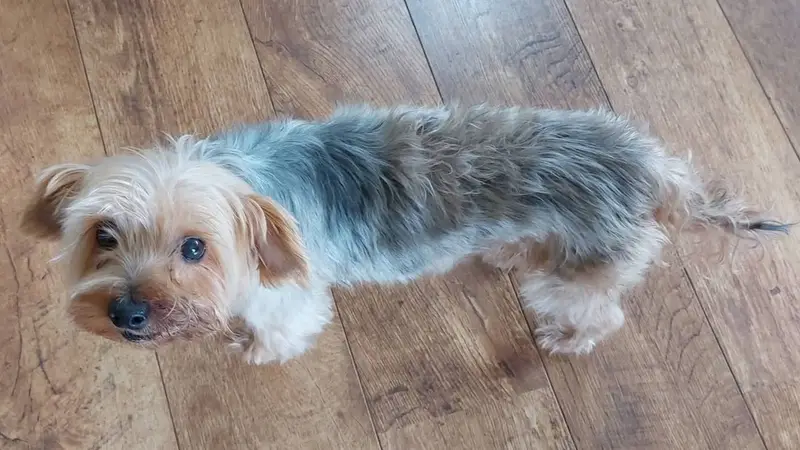 Chien yorkshire terrier