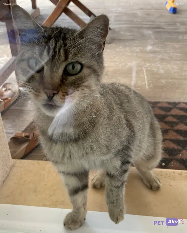 Chat tigré
