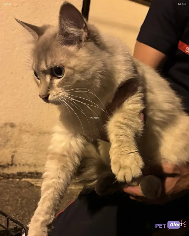 Chat blanc, gris