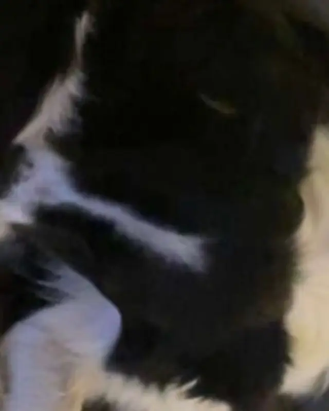 Chien blanc, noir