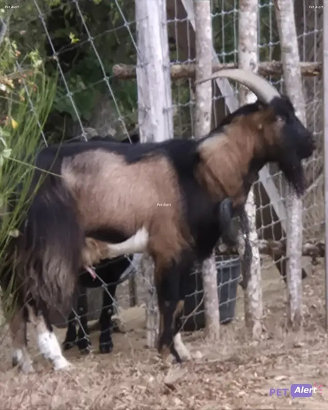 Animal goat
