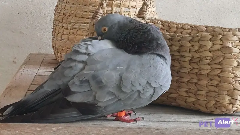 Animal other bird