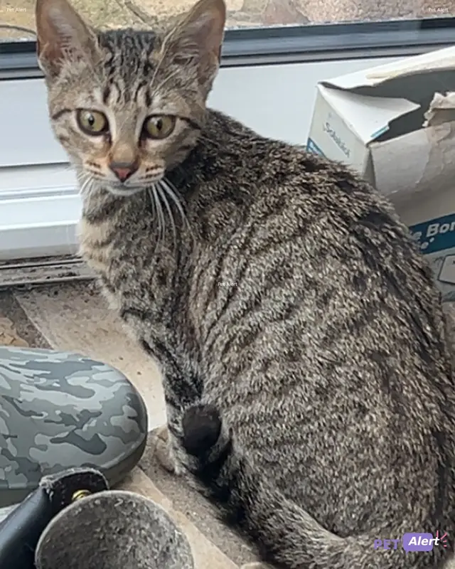 Chat marron, tigré