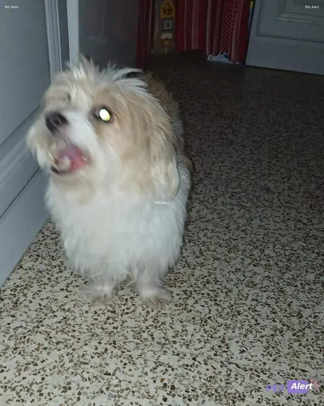 Chien blanc, fauve