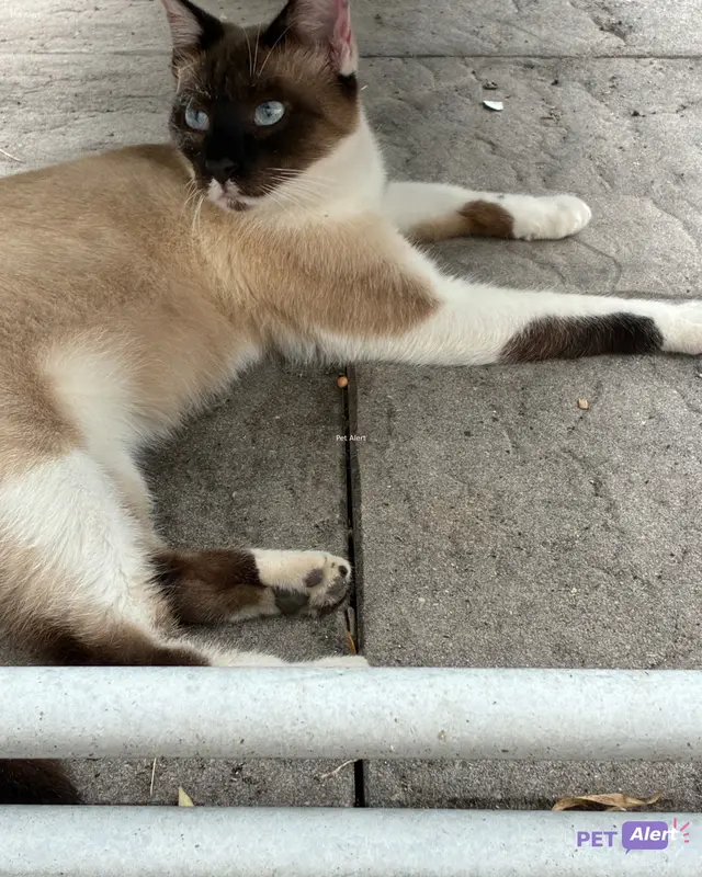 Chat siamois