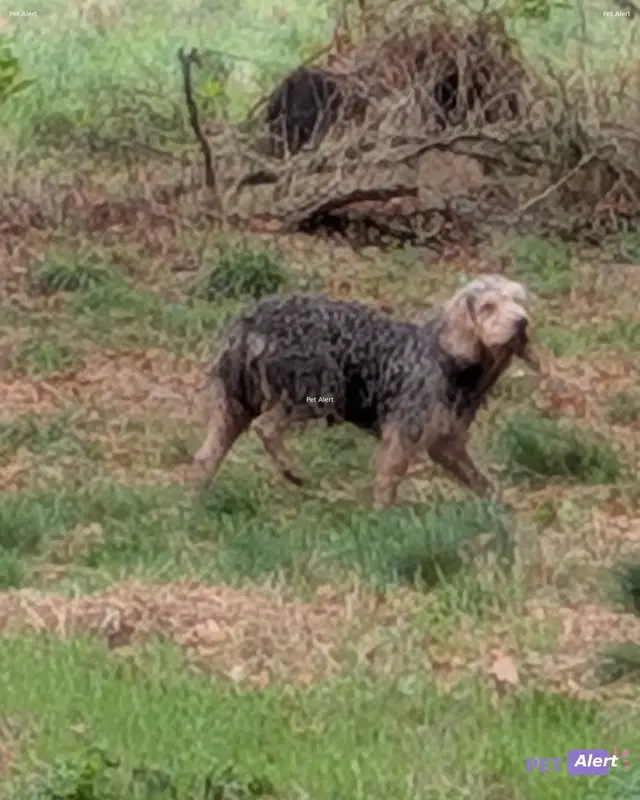 Chien beige, gris