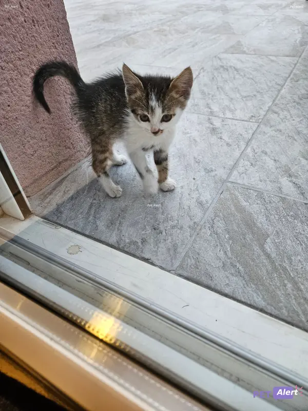 Chat tigré, blanc